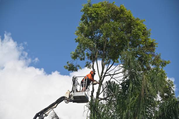 Reliable Fairfield, OH Tree Care Solutions