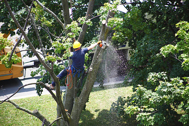 Best Lawn Disease Treatment  in Fairfield, OH